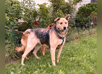 schüchterner Schäfer-Mix-Senior Benny