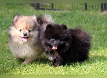 Yulie unsere kleine Pomeranian Zwergspitz Hündin mit Papieren kann ausziehen