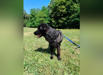 junger Jamie sucht ein Zuhause oder Pflegestelle, Retriever Mischling, Junghund