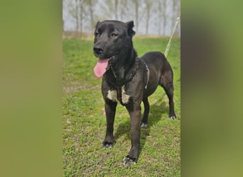 Belona - ehemalige Kettenhündin sucht menschliche Nähe