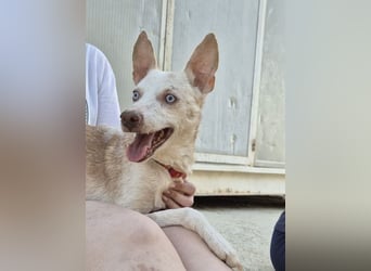 Dylan, sucht sein großes Glück