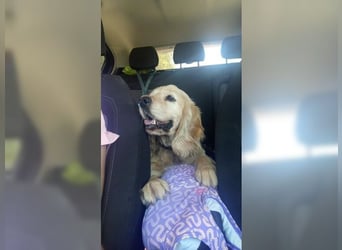 Cockerspaniel Hündin Mella ist der perfekte Familienhund