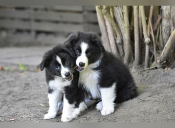 Miniature American Shepherd Welpen, Mini Aussies vom Züchter mit Papieren