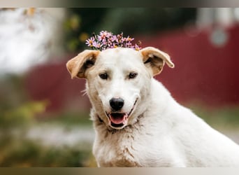 Freundliche Dakota sucht ihre Menschen