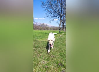 Liebevoller Charlie sucht sein Zuhause ❤️