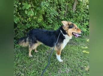 Charlie ein familiengeeigneter Hund