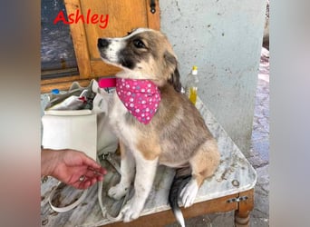 Ashley 07/2023 (GRC) - verspielte und fröhliche, süße Junghündin!