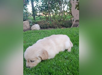 Goldenretrieverwelpen - 3 stramme Burschen suchen ein Zuhause