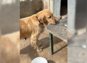 Tolle, liebevolle, aktive Traumhündin Nika, Golden Retriever