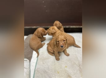 Labradoodle Welpen F1 in foxred/apricot