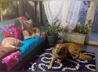 Grizzly sucht noch sein Zuhause