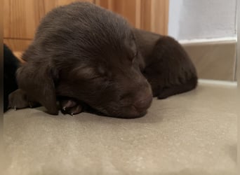 Labrador Mix Welpen