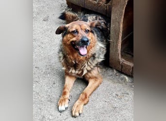 Mega verschmuste Seniorin Nikita