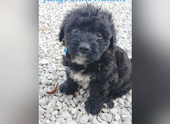 ❤️ süßes PAULI-Baby - 8 Wochen, sp. 35cm - Havaneser-Pudel
