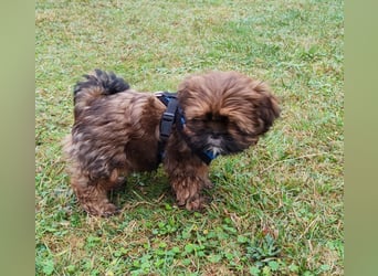 Shih tzu  Welpen