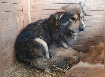 ♥MARLEY♥ wunderschöner, noch etwas zurückhaltender, viel zu dünner Rüde mit längerem Fell 41 cm