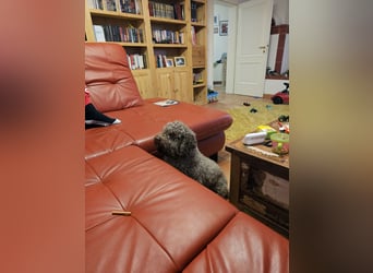 Lagotto Romagnolo welpen