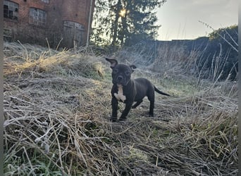 Old Englisch Bulldog /  Bully Welpen Hündin !