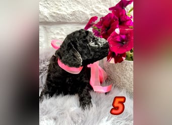 Wunderschöne Cockapoo/Cockerpoo Welpen