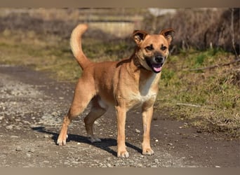 Borko S272 sucht ein ruhiges Zuhause