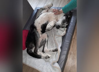 ♥LADI♥ auf Pflegestelle bei Köln - ganz lieber, unkomplizierter und dankbarer Schmusebär 63 cm