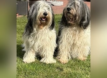 Polski Owczarek Nizinny - Polnischer Niederungs Hütehund -  PON