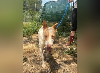 Fröhlichere WILLY mit einem Herzen aus Gold-freundlich zu Hund und MEnsch, läuft gut an der Leine