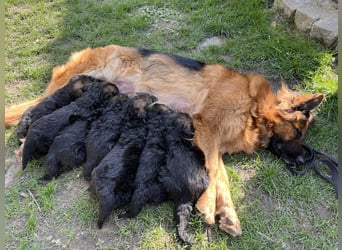 Deutsche Schäferhunde Langstockhaar