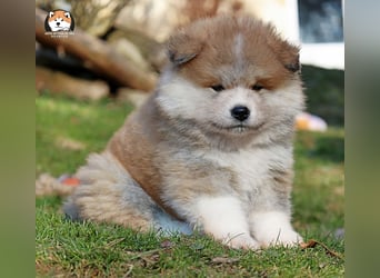 * Akita Inu - Japanische Akita langhaar Welpen, FCI registriert *