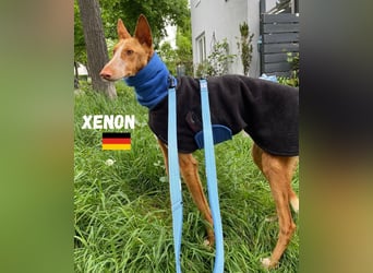 Xenon,geb.08/23,lieber Podenco sucht seine Familie,bereits in DE auf Pflegestelle in 86685 Huisheim