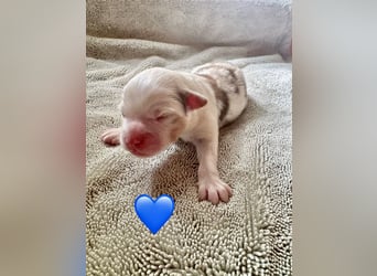 Mini/Miniature Australian Shepherd Welpen mit Papiere
