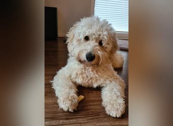 GOLDENDOODLE Traum ! Bezaubernde Welpen aus langjähriger+überprüfter Familienaufzucht.