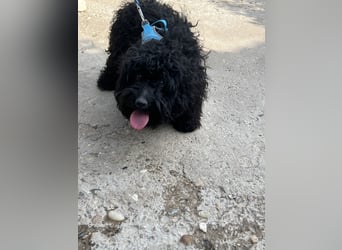 Charlie - unser liebenswerter Wuschel