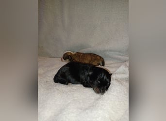 Maltipoo in zauberhaften Farben