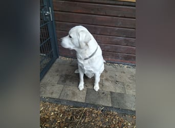 Labrador Retriever mit Ahnenpass,USA Linie.Hausaufzucht