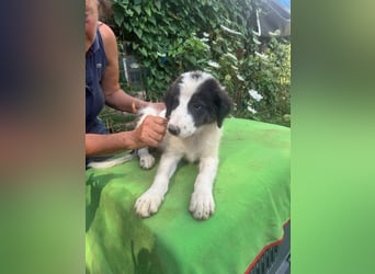 Ugo - Zeigst du mir den Weg?/Dringend Zuhause oder PS gesucht!