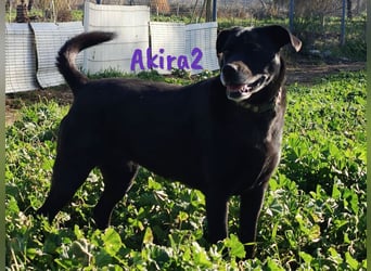Akira2 04/2017 (ESP) - ausgeglichene, sehr liebevolle und soziale Labrador-Mix Hündin!