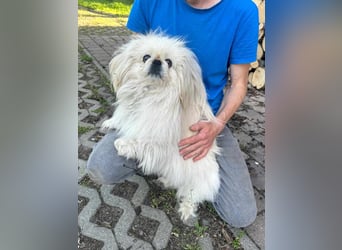 Frankie, geboren 2021, 29cm sucht sein Zuhause