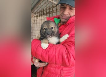 Ajax sucht Kuschelplatz