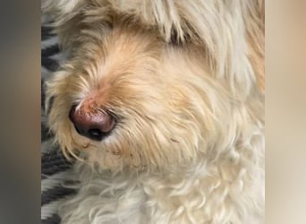 Happydog