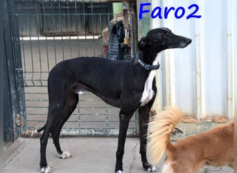 Faro2 05/2022 (in Deutschland) - verspielter und lieber, bezaubernder Galgo!