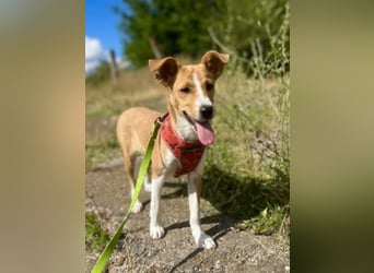 Süße Tilda sucht ihre Menschen