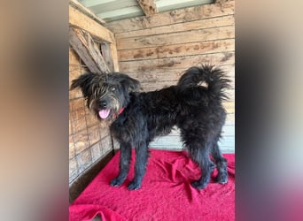 Timo, Schnauzer-Mix, Rüde, geb.am. 02.02.2024, 55 cm, 16 kg