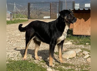 Speedy, geb. ca. 04/2018, lebt in GRIECHENLAND, auf einem Gelände, auf dem die Hunde notdürftig vers