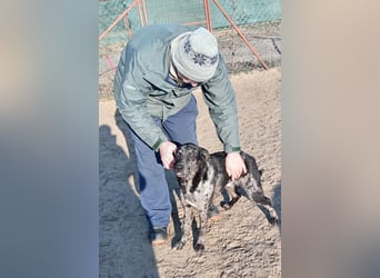 Zecco- ein Wundervoller Hundejunge sucht ein Zuhause