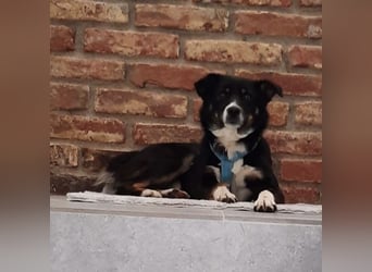 Socke - absoluter Familienhund