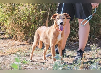 Bonyo, Mix Labrador / Podengo, lieb und sozial