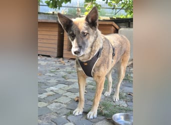 Alma(2) - freundliche, soziale, ruhige Hündin - katzenverträglich / z.Zt. noch in Rumänien