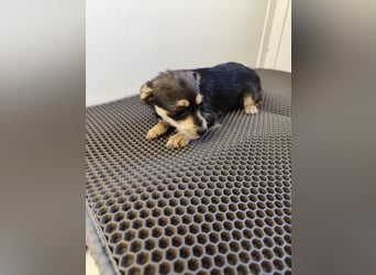 Welpe ALINA - die verspielte und verschmuste kleine Maus träumt von einem eigenen Zuhause