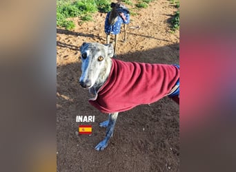Inari,geb.06/19,schüchternes Galgo Mädel sucht ihre Familie